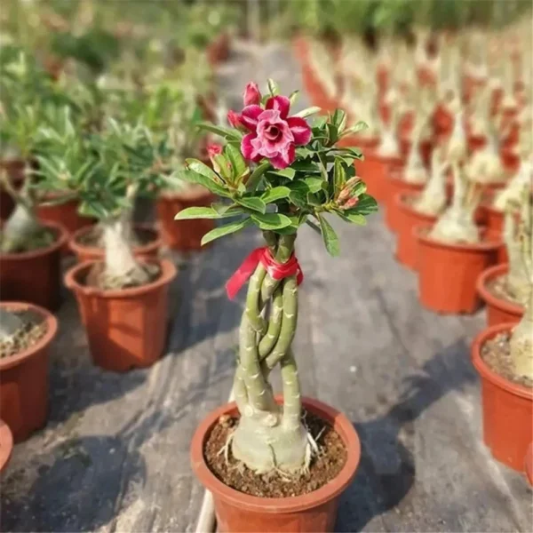 sideboard for desert Rose Flowers Plant Wood furniture